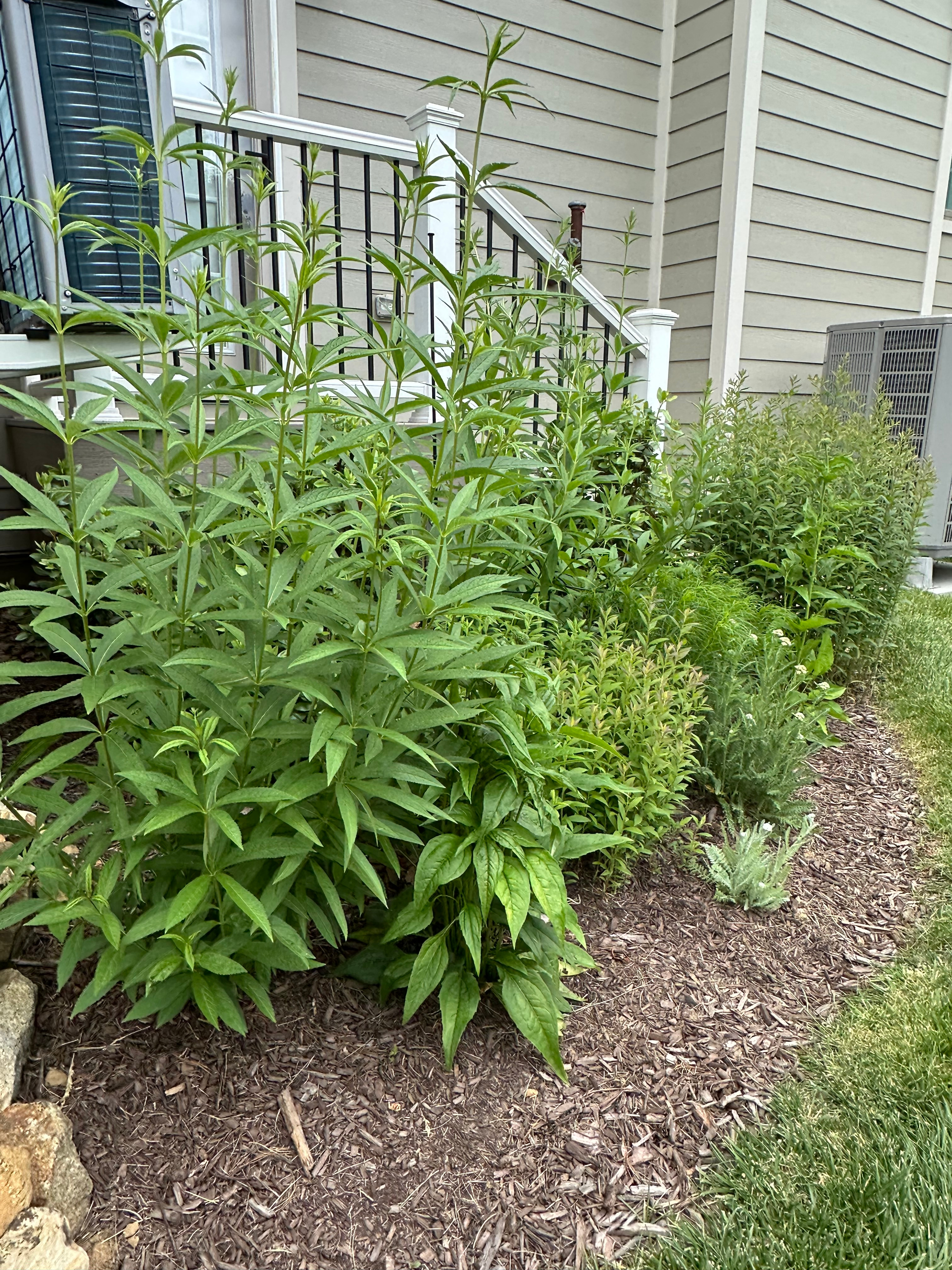 goldenrodpatch